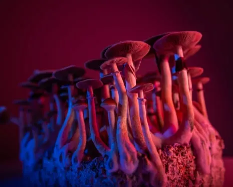 On Drugs by Justin Smith-Ruiu: A Reflective Journey into Consciousness Expanders